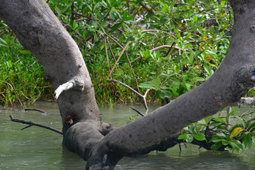 caranguejo no mangue