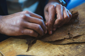 Process of making traditional cigars from tobacco leaves with own hands using a mechanical device and press.