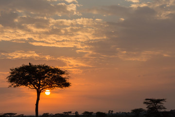 Obraz na płótnie Canvas lone tree silhouetted against the sky at sunrise, Maasai Mara, Kenya