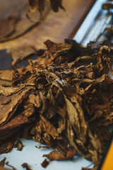 Leaves of tobacco for making cigars.