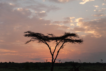 tree silhouetted against the sky at sunrise, Maasai Mara, Kenya