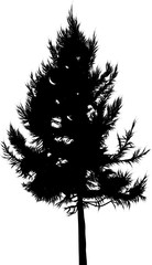 larch tree silhouette isolated on white