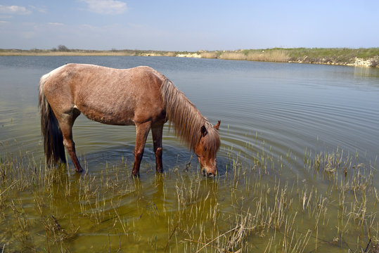 Pferd im Donaudelta grast im Brackwasser / Rumänien 