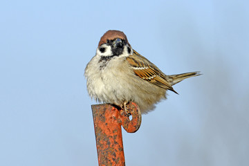 Feldsperling (Passer montanus) - tree sparrow