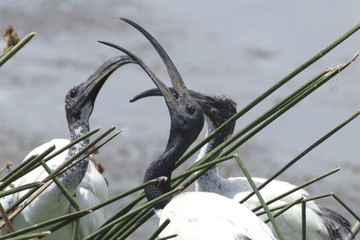 threskiornis aethiopica