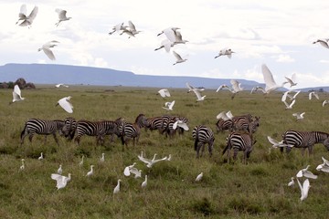 Great Egrets