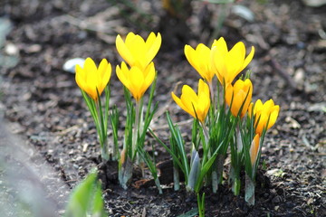 First spring flowers in Germany. Bunch of fragile bright yellow crocuses in garden flower bed. 