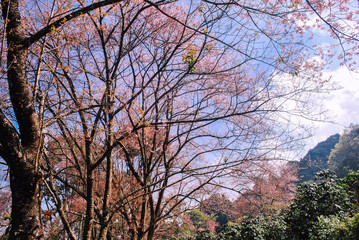 Plenty of pink flowers on the tree branches in mountain