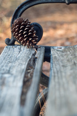 Pine cone on an old park bench