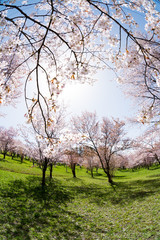 Obraz premium 満開の公園のサクラと春の太陽