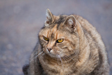 schildpatt bauernkatze mit wunderschönen orangenen augen