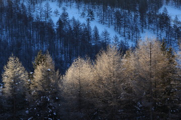 霧氷の木々
