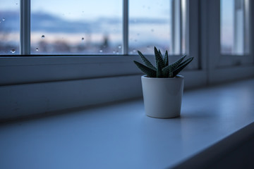 Minimalist cactus on the window frame in dark room on a rainy day