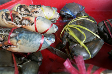 Fresh crabs are tied in a red pickup in the market. Fresh and delicious.the big claws of a crabs. Crabs are suitable for cooking. It is a good raw material. For the restaurant