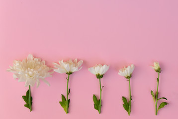 Five real white flowers in row on pink background