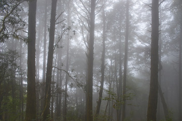The trunks of the tall pines in the fog. Mystical and beautiful view of a mixed coniferous forest of tall trees in mountains national park Lantang, Himalaya. Nature background.