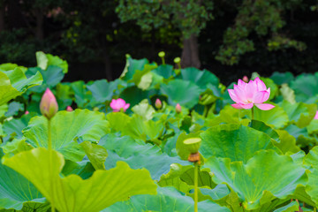Obraz na płótnie Canvas The Lotus Flower.Background is the lotus leaf and lotus bud and lotus flower and tree.Shooting location is Yokohama, Kanagawa Prefecture Japan.