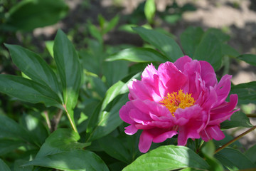 Peony with green leaves