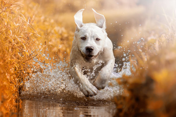 Young labrador retriever dog puppy running through river during golden sunset