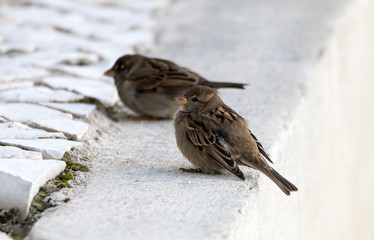 little birds