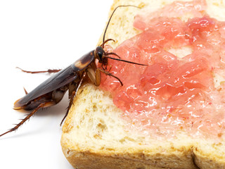 Close up cockroach on the whole wheat bread with red jam.Cockroach eating whole wheat bread on white background(Isolated background). Cockroaches are carriers of the disease.