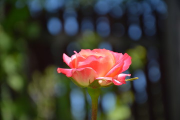 Pink rose in garden