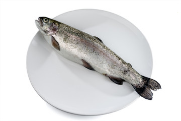 Fototapeta premium Fresh river trout with scales lies on a white plate diagonally. Isolated on white.