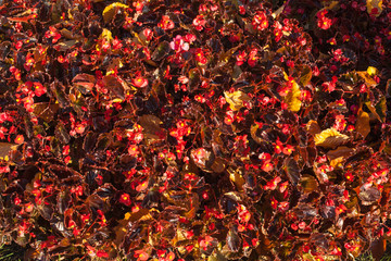 Texture of flowers and autumn leaves