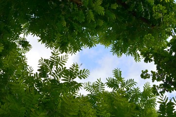 葉っぱのフレーム