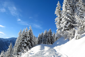 Arbres des Alpes sous la neige