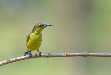 Olive-backed sunbird (Cinnyris jugularis) in nature