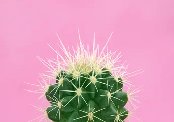 Tuinposter Tropische mode cactus op roze papieren achtergrond. Trendy minimale pop-artstijl en kleuren. © pomah