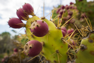 Kakturfeige auf Teneriffa
