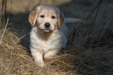 Golden Retriever puppy walking in landscape through the hay, curiously.