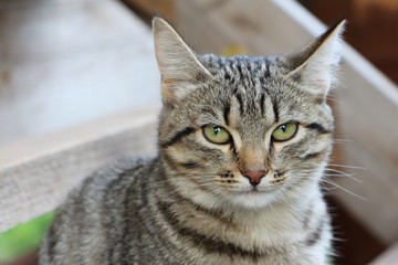 Gray street cat against the background of wooden construction