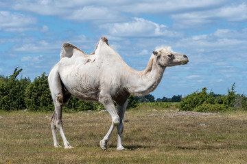 White camel walking in a field in sunshine
