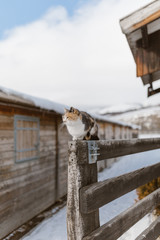 Gato posado en una valla de madera en paisaje invernal 