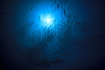 Fototapeta na wymiar Fish in ocean. Chevron Barracuda shoal