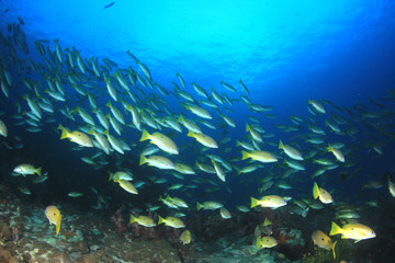 Coral reef and fish underwater