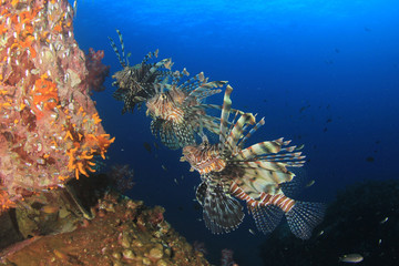 Fototapeta na wymiar Lionfish coral reef