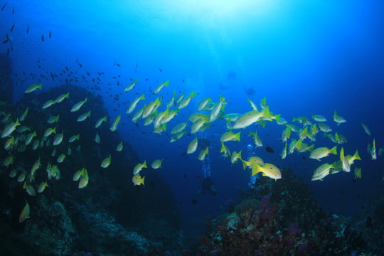 Scuba divers explore coral reef with fish