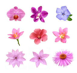 set of tender pink flowers isolated