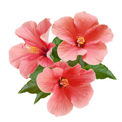 pink hibiscus flowers and buds