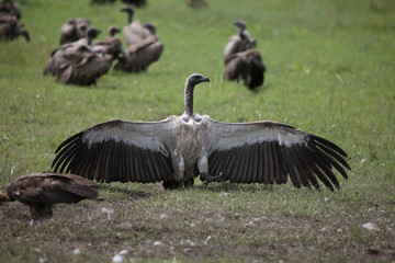Wild Griffon Vulture Africa savannah Kenya dangerous bird