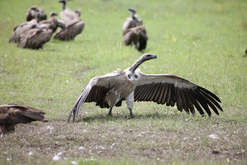 Wild Griffon Vulture Africa savannah Kenya dangerous bird