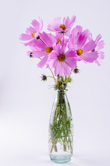 Delicate Cosmos pink flowers in glass vase on white background