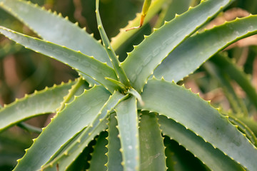 A close up cactus plan