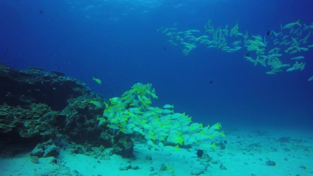 Snapper fish school on coral reef