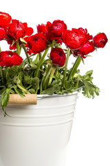 red Ranunculus white wind