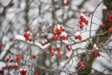 Winter landscape. A red berries in the snow.